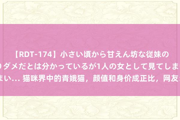 【RDT-174】小さい頃から甘えん坊な従妹の発育途中の躰が気になりダメだとは分かっているが1人の女として見てしまい… 猫咪界中的青娥猫，颜值和身价成正比，网友：行走的东谈主民币啊！